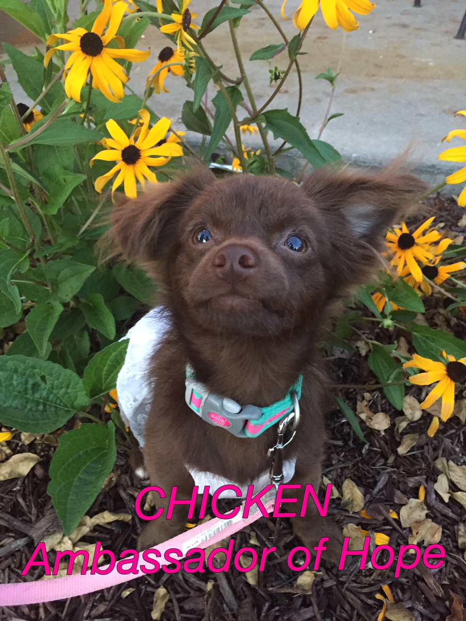 Chicken two by two rescue