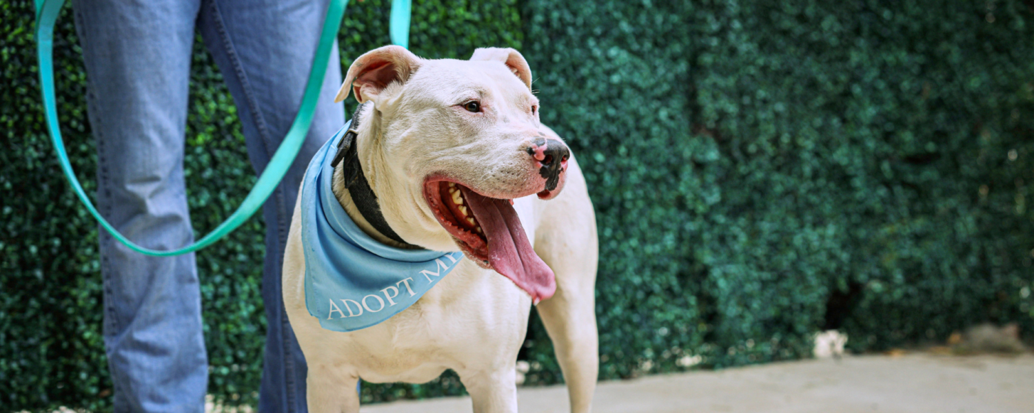 Two by Two Rescue received the honor of being nominated as “Non-Profit of the Year”